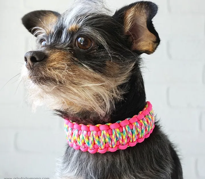 Terrier wearing a handwoven neon-pink paracord collar