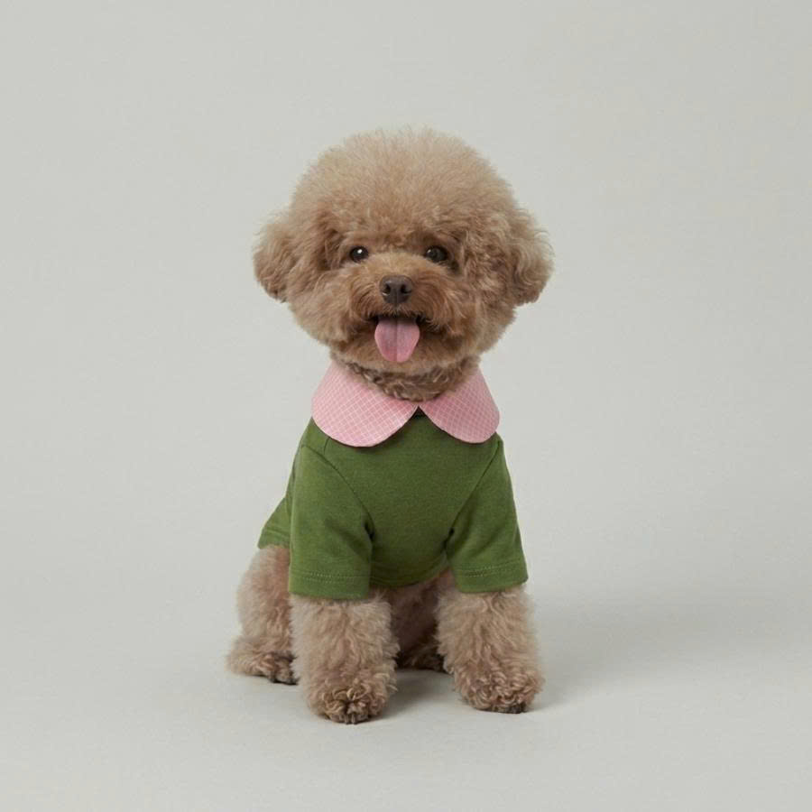 Toy poodle in pink gingham harness vest
