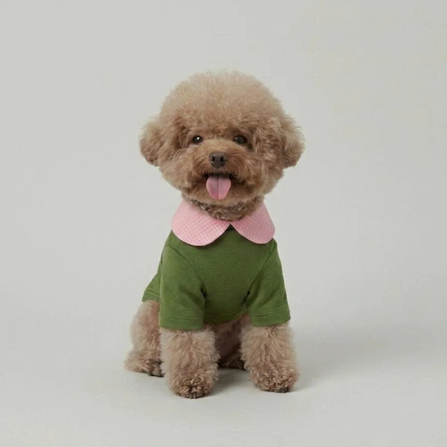 Toy poodle in an olive tee with a pink peter-pan collar