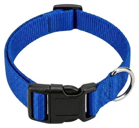 Solid blue nylon webbing collar with side-release buckle and D-ring
